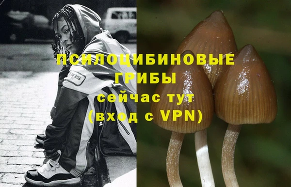PSILOCYBIN Зеленодольск